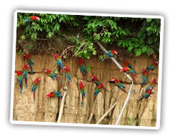 Ara Lecke im Regenwald Peru